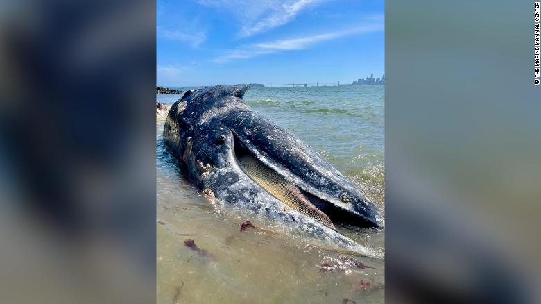Four gray whales have been found dead in California's Bay Area within eight days