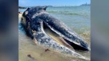 A diseased subadult male gray whale is pictured at Angel Island State Park on April 8, 2021, prior to The Marine Mammal Center and its partners at California Academy of Sciences conducting a necropsy, or animal autopsy, to investigate why the animal died.