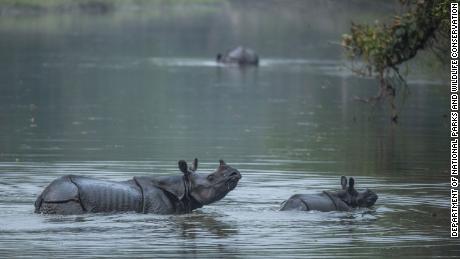 尼泊尔&#39;s rhino population grows to highest in decades as pandemic pauses tourism