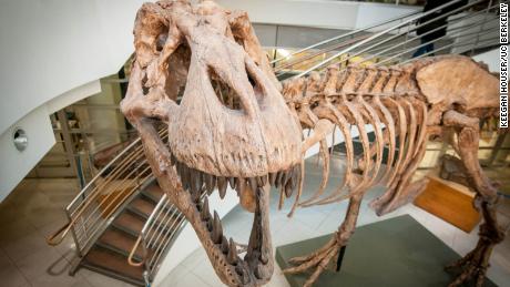 I ricercatori ora hanno una stima di quanti T. rex una volta vagavano per la Terra