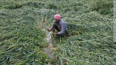Wheat is damaged near Amritsar after heavy rains moved through the region on March 23, 2021.