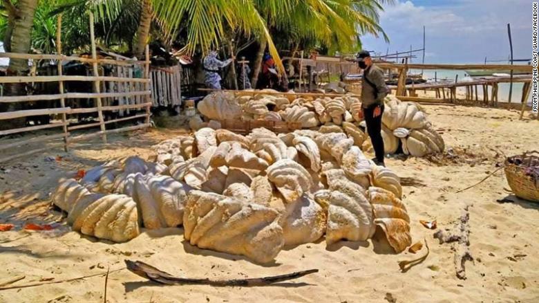 Philippine authorities seize fossilized giant clam shells worth $  25 百万
