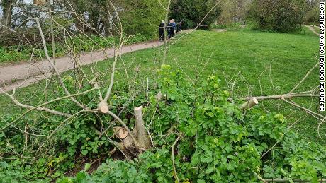 A vandalized tree along the banks of the River Thames in the Cowey Sale area of Walton-on-Thames, Elmbridge. Locals have described the situation as an &quot;emergency.&cotización;