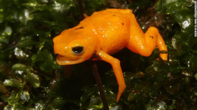 A new species of cute but poisonous 'pumpkin' toads discovered in Brazil