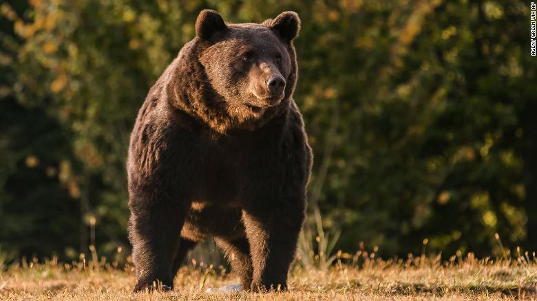 A Liechtenstein prince is accused of killing one of Europe's biggest bears