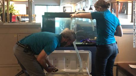 Museum employees transfer Freckles to his new home.