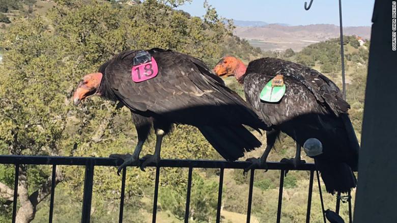 Group of endangered condors take up residence outside of a California woman's home