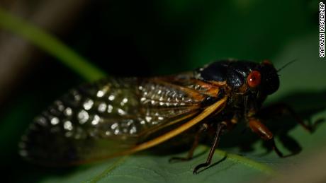 Cicadas hit snooze on their 17-year alarm clock. But they are still coming