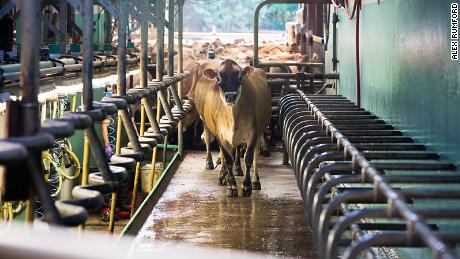 Dairy cows typically come home every day for milking, making it easier to put them on a strict diet. 