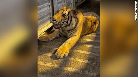 A tiger went missing in Houston for almost a week. Here&#39;s how the search unfolded