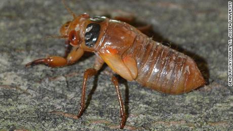 The loud, buzzing drone comes from male cicadas loooking for a mate.