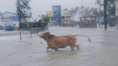 A cow runs through high tide water in Digha, West Bengal, 印度, 在5月 26. 