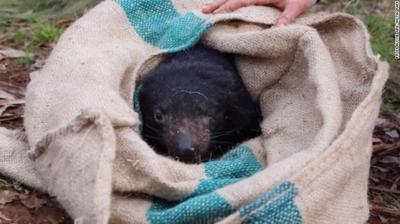Tasmanian devils born on Australian mainland for first time in 3,000 年