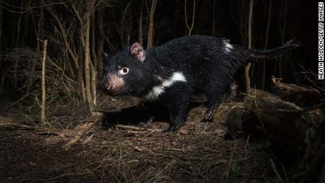 Tasmanian devils are the world&#39;s largest carnivorous marsupials and are native apex predators.