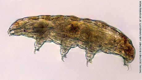 Under a microscope, tardigrades look a bit like tiny bears -- hence their nickname, &quot;water bears.&quot;