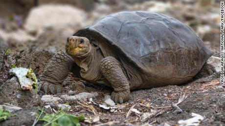 Giant tortoise thought extinct 100 years ago is living in Galapagos, Ecuador says