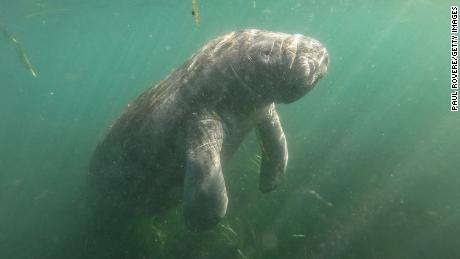 Manatees are dying in droves this year. The die-offs could spell trouble for Florida
