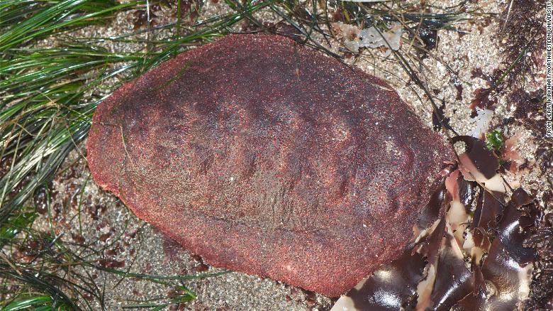 This 'wandering meatloaf' chiton has a rare mineral in its teeth
