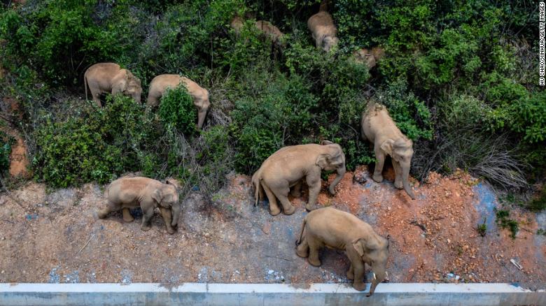 Elephant herd razes 500-kilometer path of destruction after escape from China nature reserve