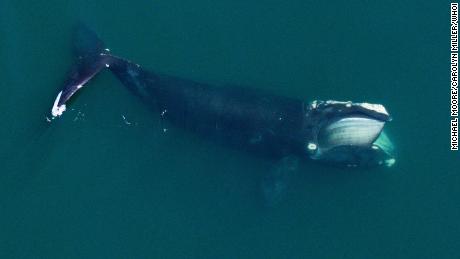 Right whales are smaller than they used to be, in part due to commercial fishing and changing oceans, study says 