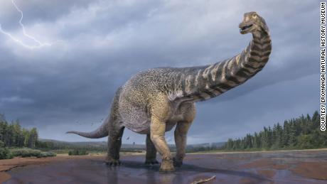 largest dinosaur in Australia