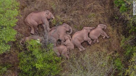 Millions of people in China can&#39;t stop watching a pack of wandering elephants