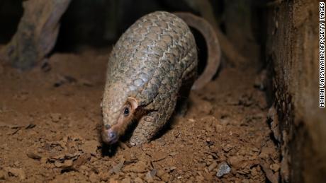 Pangolins are the &#39;世界&#39;s most trafficked mammal.&#39; This man wants to save them