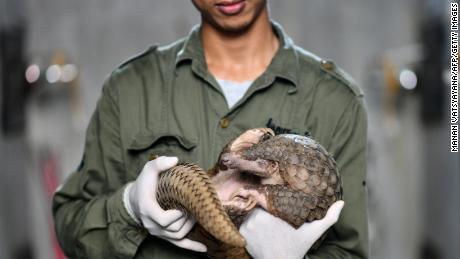  A Save Vietnam&#39;s Wildlife keeper holding a pangolin inside its enclosure, September 2020.