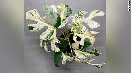 The variegated Rhaphidophora Tetrasperma came in a 14cm pot.