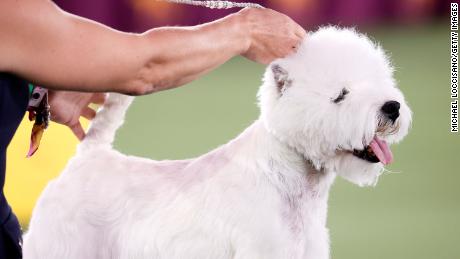 Boy the West Highland White Terrier competes in Best in Show category.