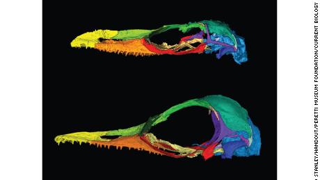 Oculudentavis naga, 상단, is in the same family as Oculudentavis khaungraae, bottom. Both specimens&#39; skulls deformed during preservation, emphasizing lizardlike features in one and birdlike features in the other.