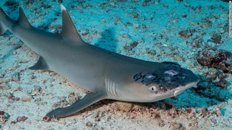 Malaysia's reef sharks stricken with mystery skin disease