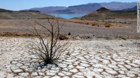Lake Mead is seen in the distance behind a dead creosote bush in an area of dry, cracked earth that used to be underwater, near where the Lake Mead marina was once located.