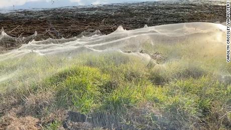A still image from a video shows spiders&#39; gossamer near wetlands in Gippsland on June 14.