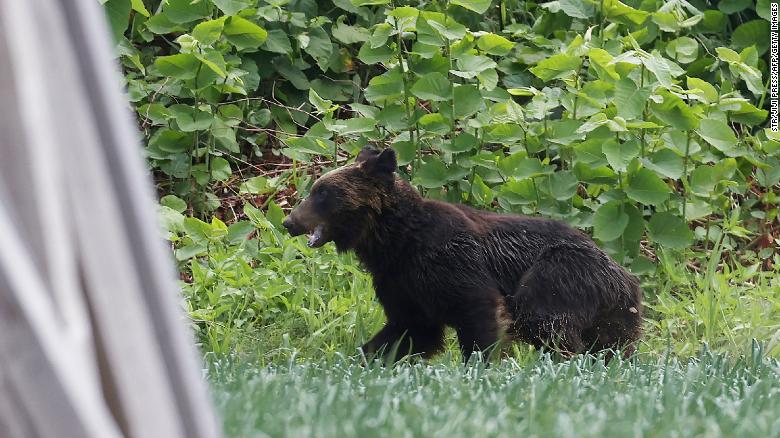 Bear shot dead after attacking four people in residential area in Japan