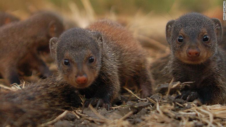 Why female mongooses all give birth at the same time
