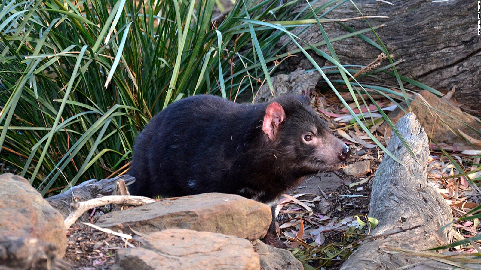 Tasmanian devil facial tumor