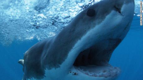 A great white shark is shown in a scene from Discovery&#39;s &quot;Shark Week.&quot; 