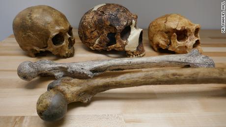 Human fossils illustrate the variation in brain (skulls) and body size (thigh bones) during the Pleistocene period.