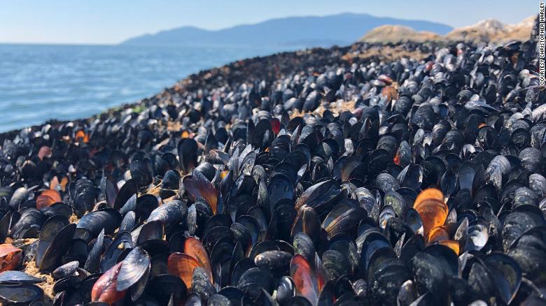 Extreme heat cooked mussels, clams and other shellfish alive on beaches in Western Canada