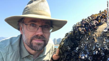 Amêijoas, amêijoas e outros crustáceos extremamente cozidos que vivem nas praias do oeste do Canadá