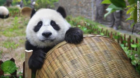 China diz que pandas gigantes não estão mais ameaçados de extinção graças aos esforços de conservação