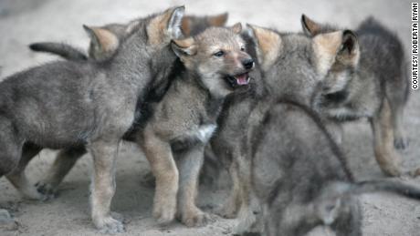 Wolf puppies huddle together at Wildlife Science Center in Minnesota.