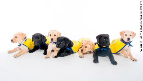 The Duke University Canine Cognition Center&#39;s Puppy Kindergarten spring 2020 class &quot;poses&quot; for a photo.