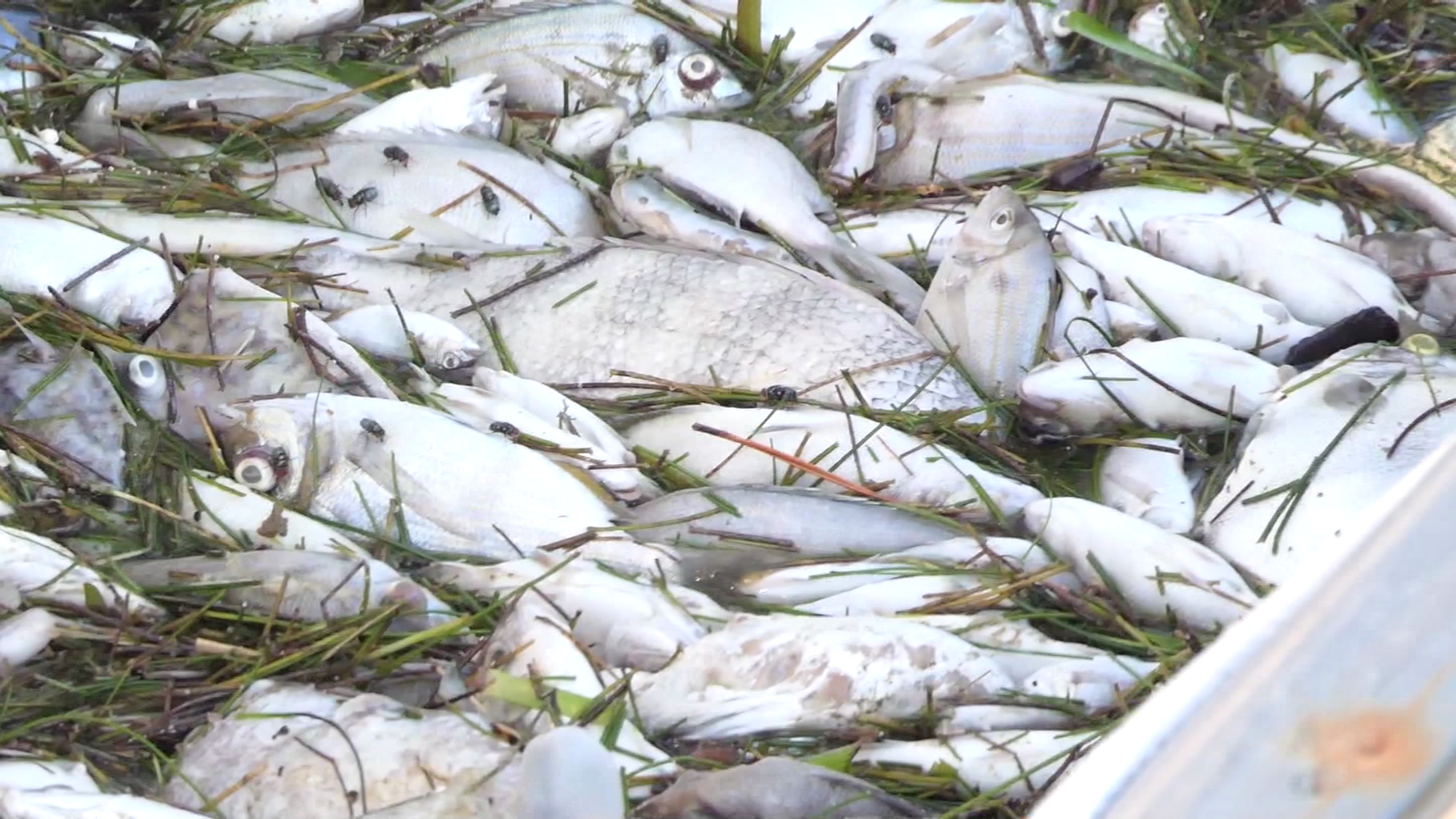 La Marea Roja Golpea Fuertemente A Florida Y Deja Miles De Peces