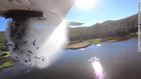 Utah is dropping thousands of fish from planes -- weer 