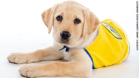 Meet Wisdom, a member of Duke University&#39;s Canine Cognition Center&#39;s Puppy Kindergarten spring 2020 class.