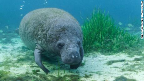 It&#39;s been a rough year for manatees.