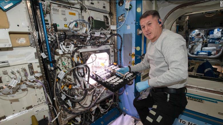 국제 우주 정거장의 우주 비행사들이 NASA에서 처음으로 고추를 재배하고 있습니다.