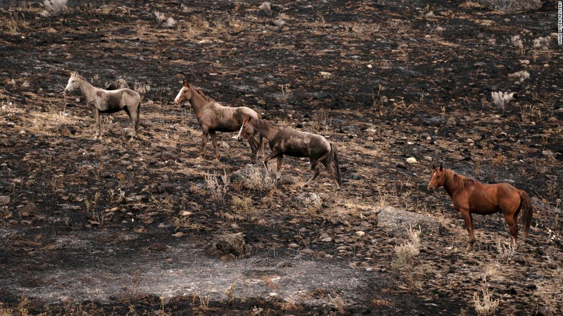 Los caballos suben una ladera que fue quemada por el Chuweah Creek Fire en el este de Washington.